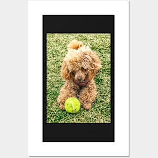 Raffie loves his tennis ball! Posters and Art